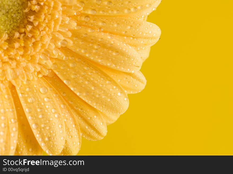 Yellow flower isolated on yellow background. Yellow flower isolated on yellow background