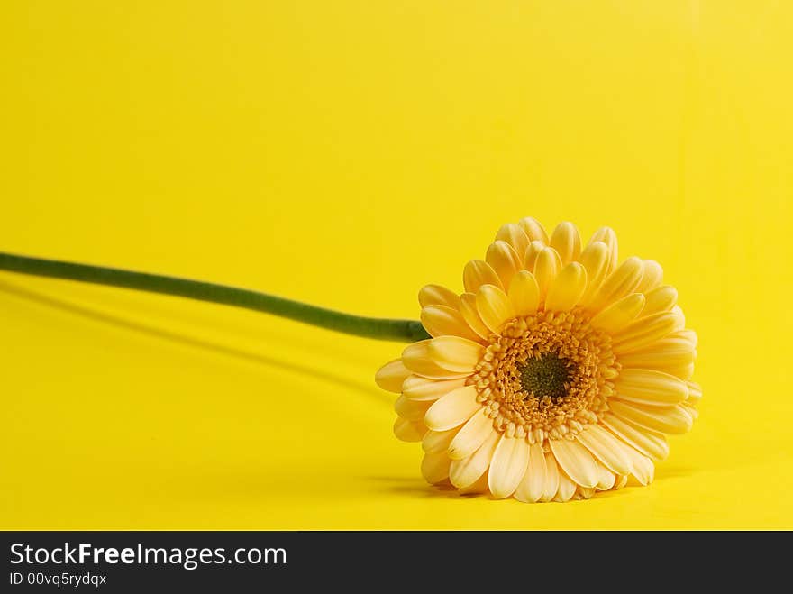 Yellow flower isolated on yellow background. Yellow flower isolated on yellow background