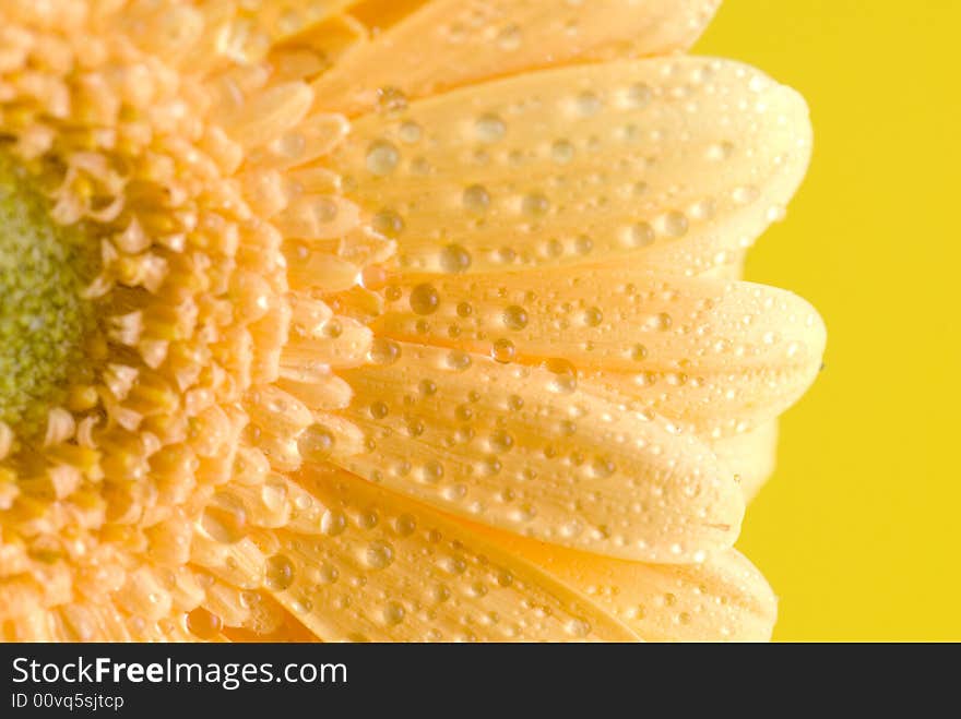 Yellow flower isolated on yellow background. Yellow flower isolated on yellow background