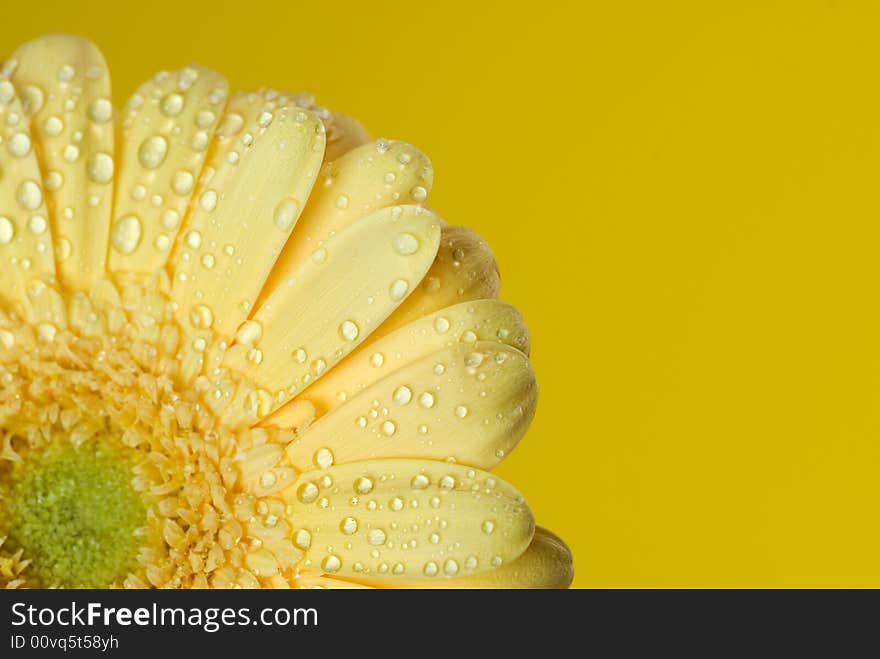 Yellow gerbera close up