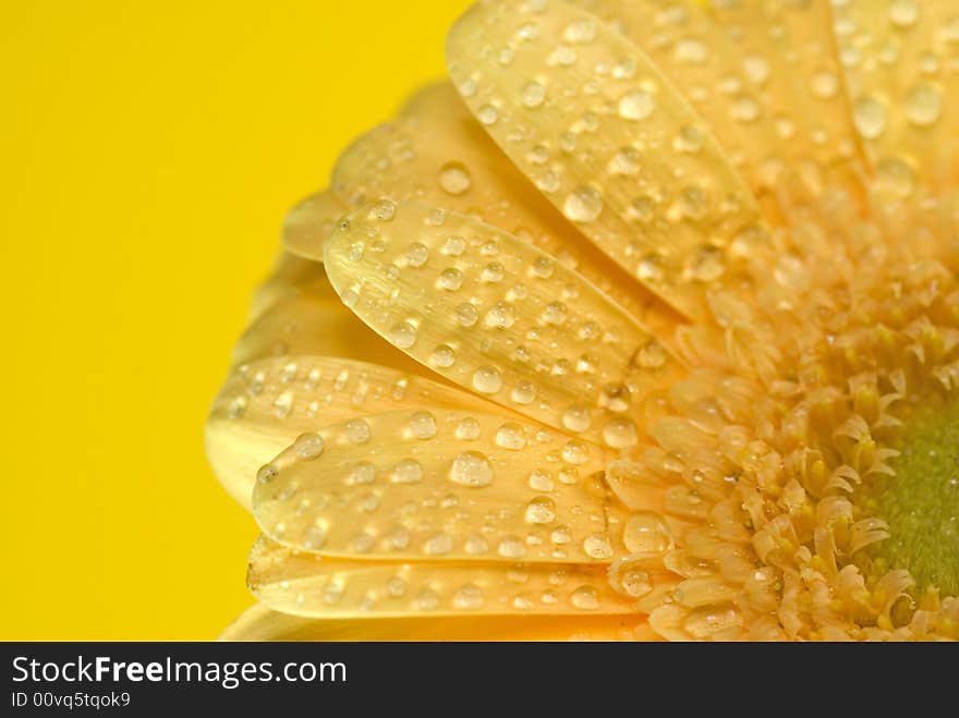 Yellow flower isolated on yellow background. Yellow flower isolated on yellow background