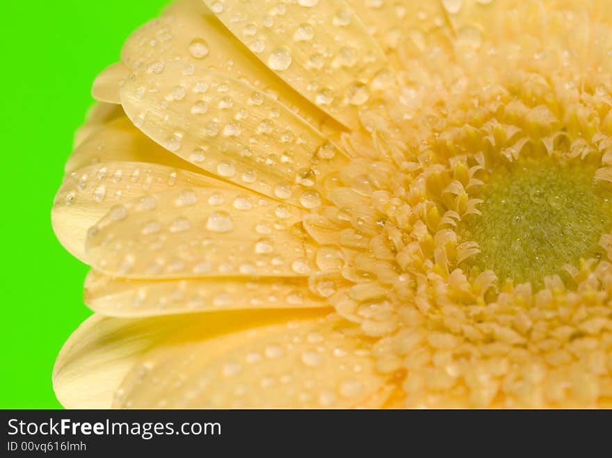 Yellow gerbera isolated on yellow background. Yellow gerbera isolated on yellow background