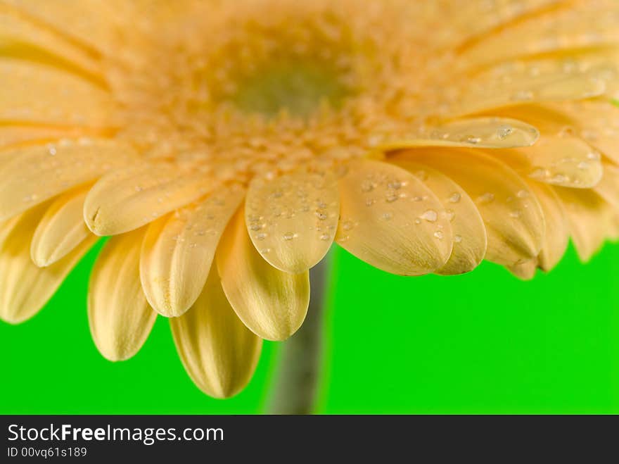 Yellow gerbera close up