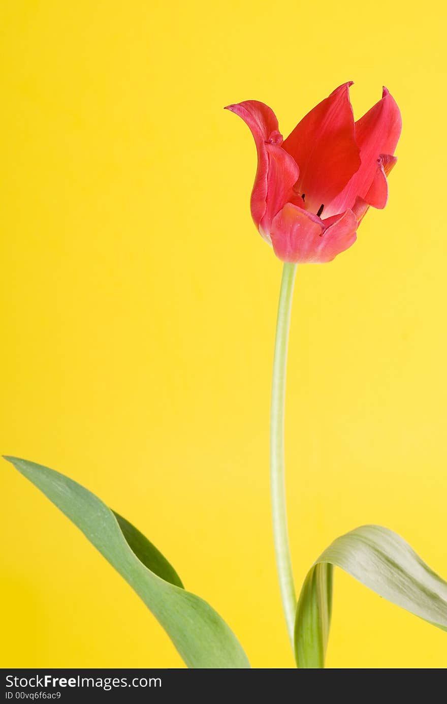 Red tulip close up