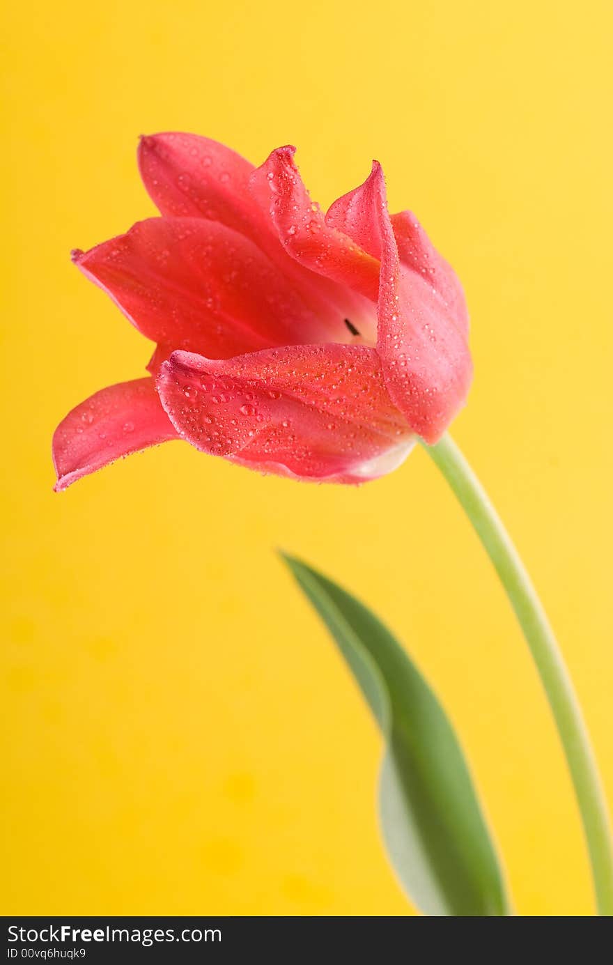 Red tulip close up