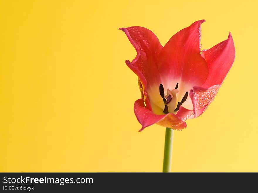 Red Tulip Close Up