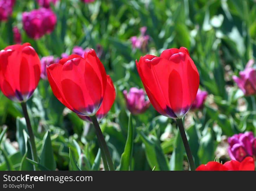 Tulips