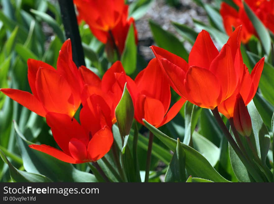 Tulips