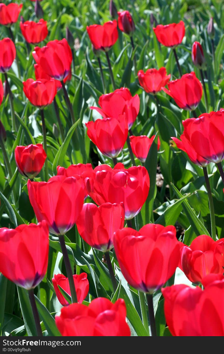 Tulips