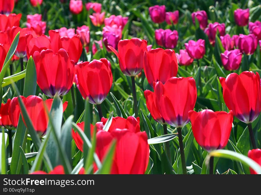 Tulips in a Garden in Spring