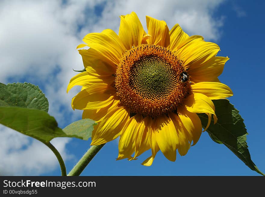 Closeup of a yellow sunflower against blue sky. Closeup of a yellow sunflower against blue sky.