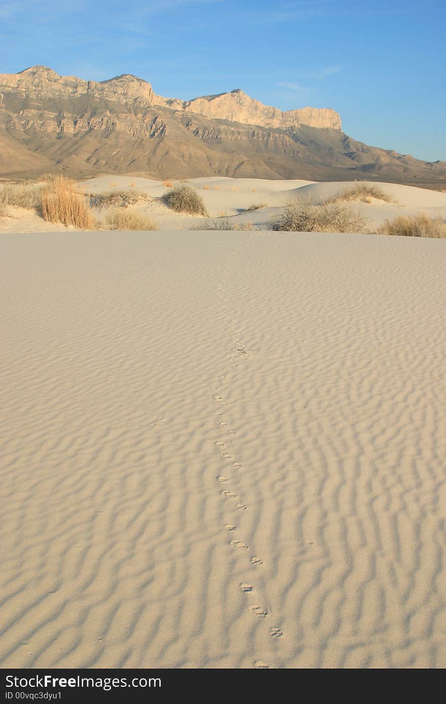 Gypsum sand dunes with tracks leading towards El Capitan in the Background - Guadalupe Mountains National Park. Gypsum sand dunes with tracks leading towards El Capitan in the Background - Guadalupe Mountains National Park