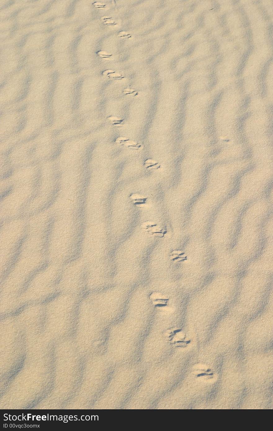 Animal tracks in the Gypsum Sand Dunes of Guadalupe Mountains National Park. Animal tracks in the Gypsum Sand Dunes of Guadalupe Mountains National Park