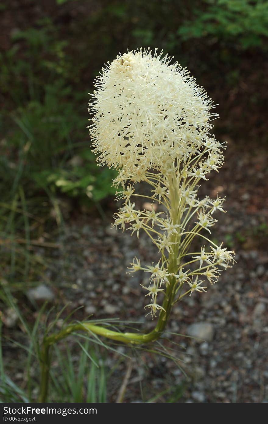 Beargrass