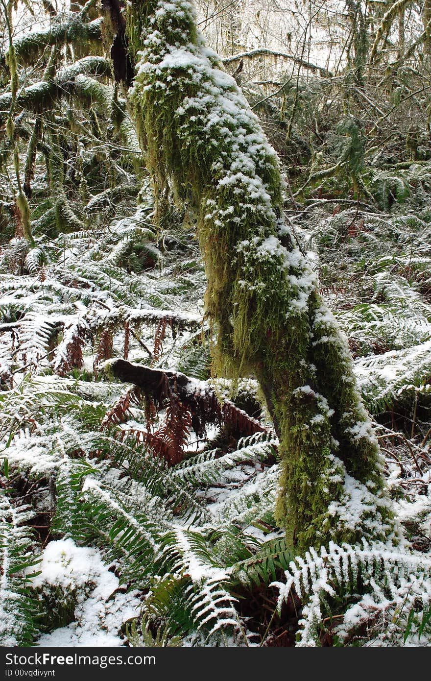 Dusted Forest