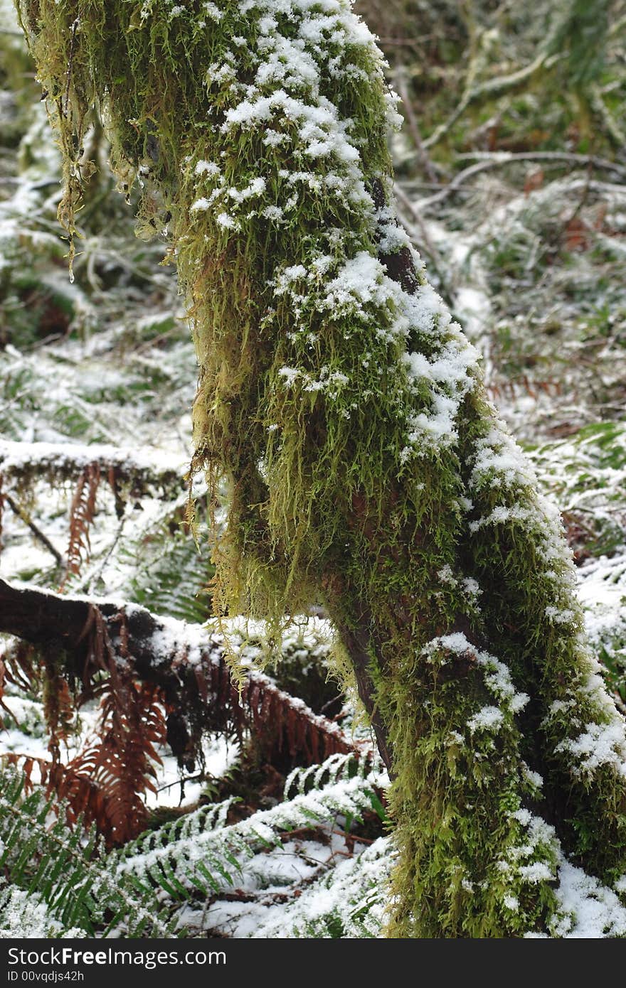 Dusted Forest