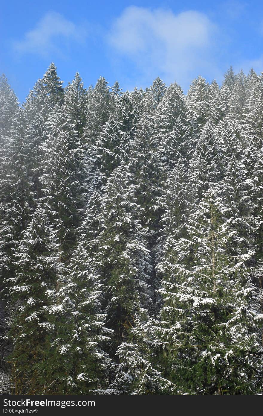 Forest scene after a winter snow - Silver Falls State Park. Forest scene after a winter snow - Silver Falls State Park