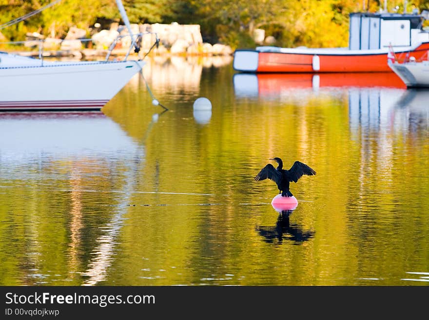 Cormorant Stretching it s Wings