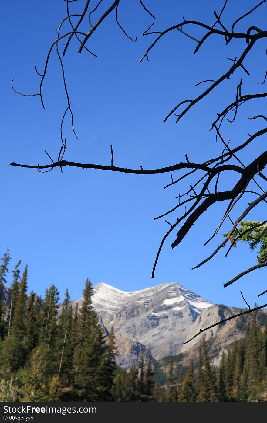 Silhouette of dead branches against background of healthy forest and mountain scenery. Silhouette of dead branches against background of healthy forest and mountain scenery