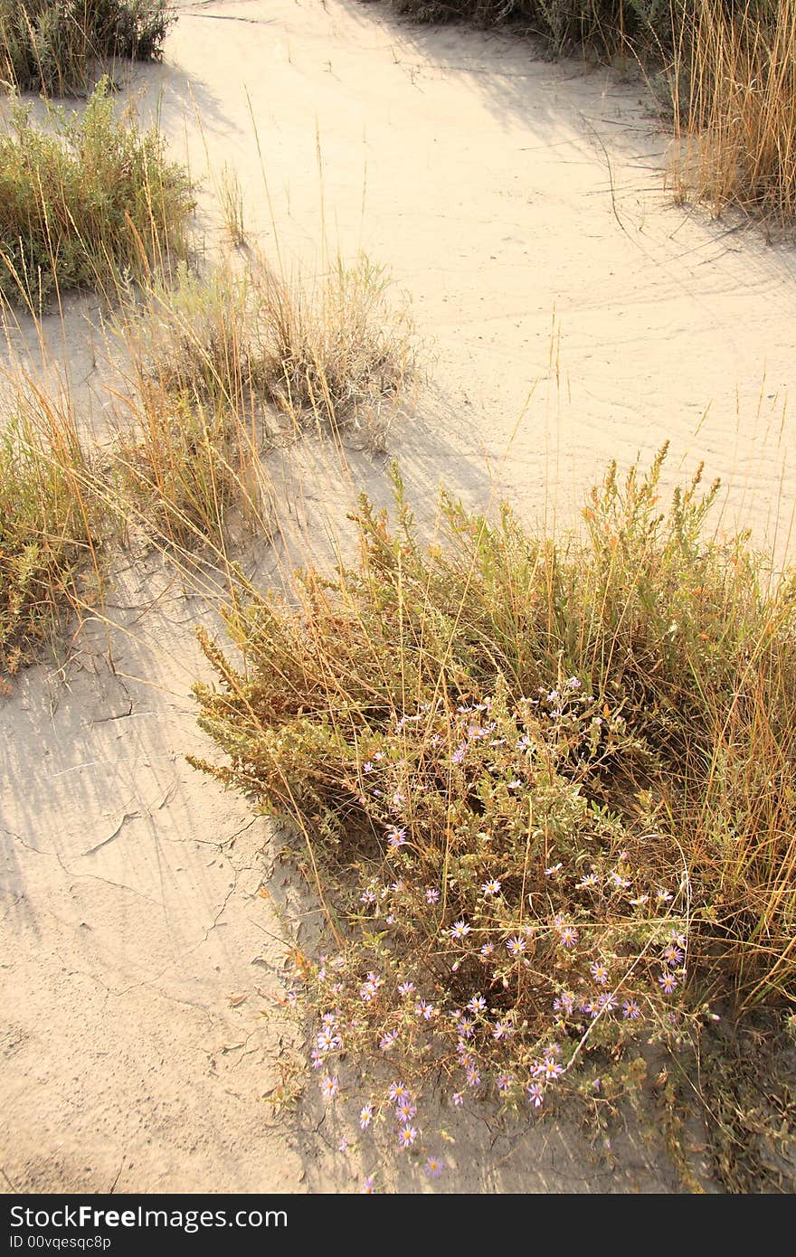 Delicate purple flowers clinging to life ina n arid landscape. Delicate purple flowers clinging to life ina n arid landscape