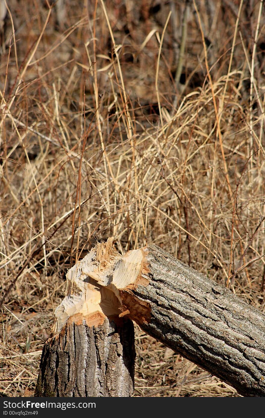 Busy Beaver