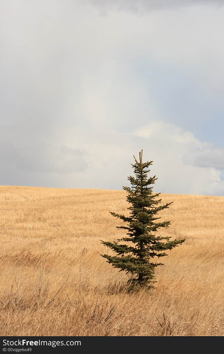 A lone pine tree growing in the middle of the endless prairie. A lone pine tree growing in the middle of the endless prairie