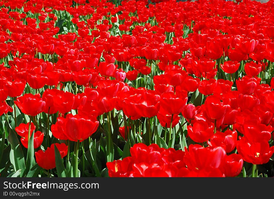 Beautiful red tulips abstract background. Beautiful red tulips abstract background