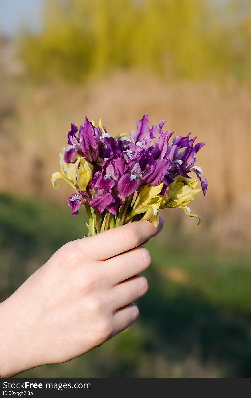 Bouquet Over Field Background