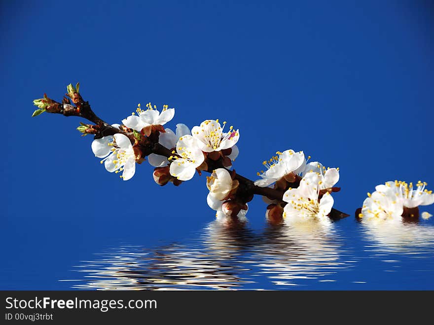 Blossoming branch of tree reflection in water