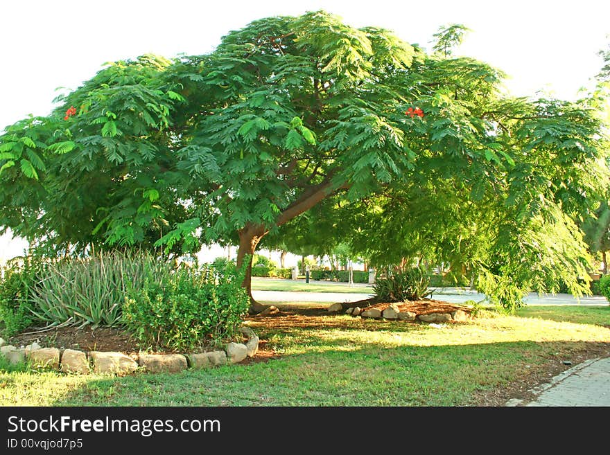 Wide beautiful tree in the park. Wide beautiful tree in the park.