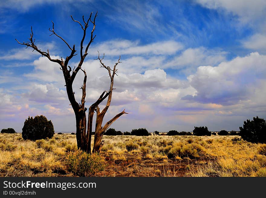 Nice simple image of a lone tree in the desert