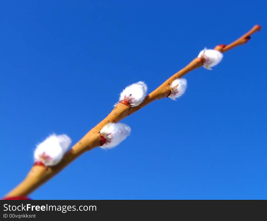 The willow blossoms in the spring on a background of the sky