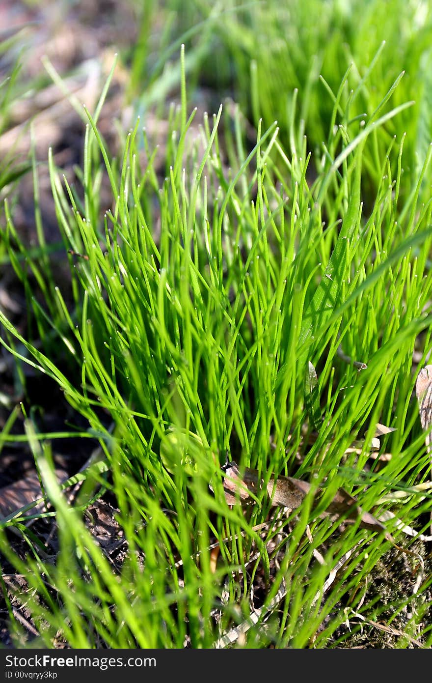 Young Green spring grass