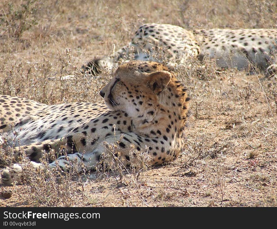 Relaxing Cheetahs