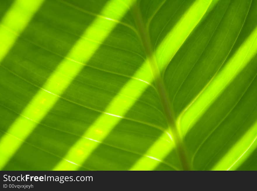 Close up of green leaf texture. Close up of green leaf texture