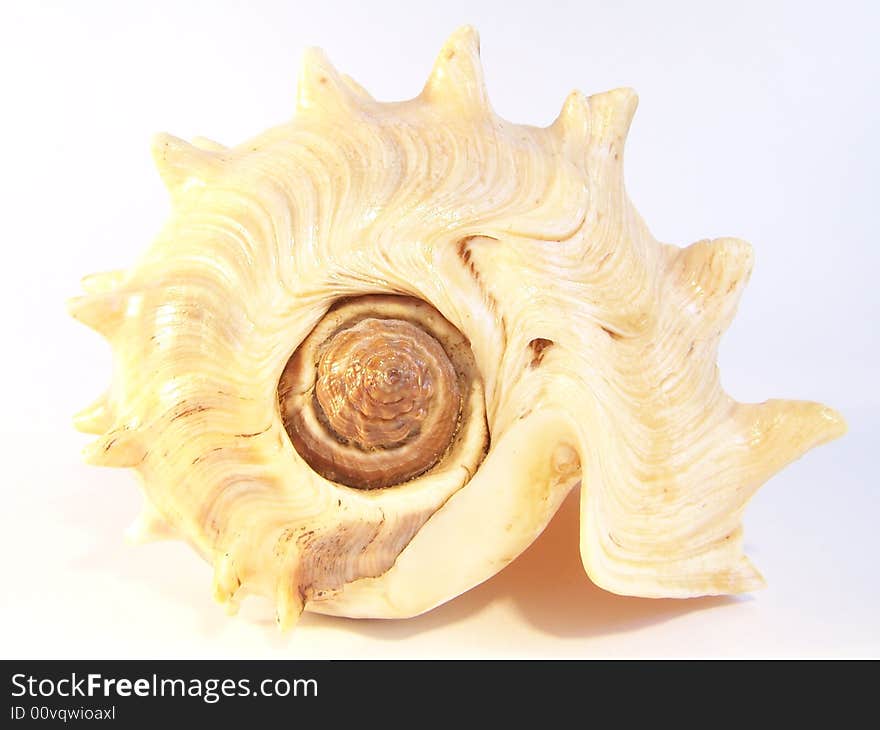 Seashell isolated with light reflection