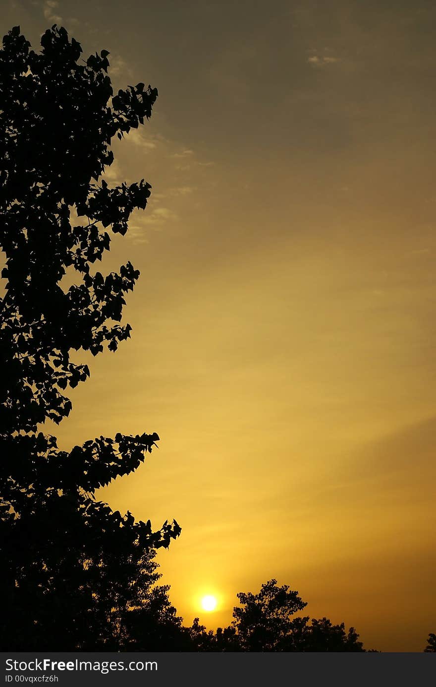 Leaves of trees against a rising sun. Leaves of trees against a rising sun