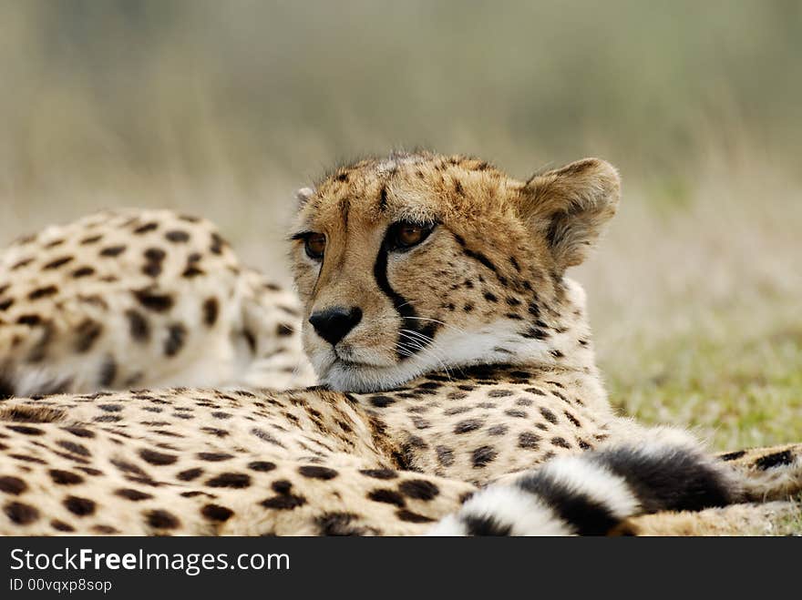 Close-up of a beautiful cheetah (Acinonyx jubatus)