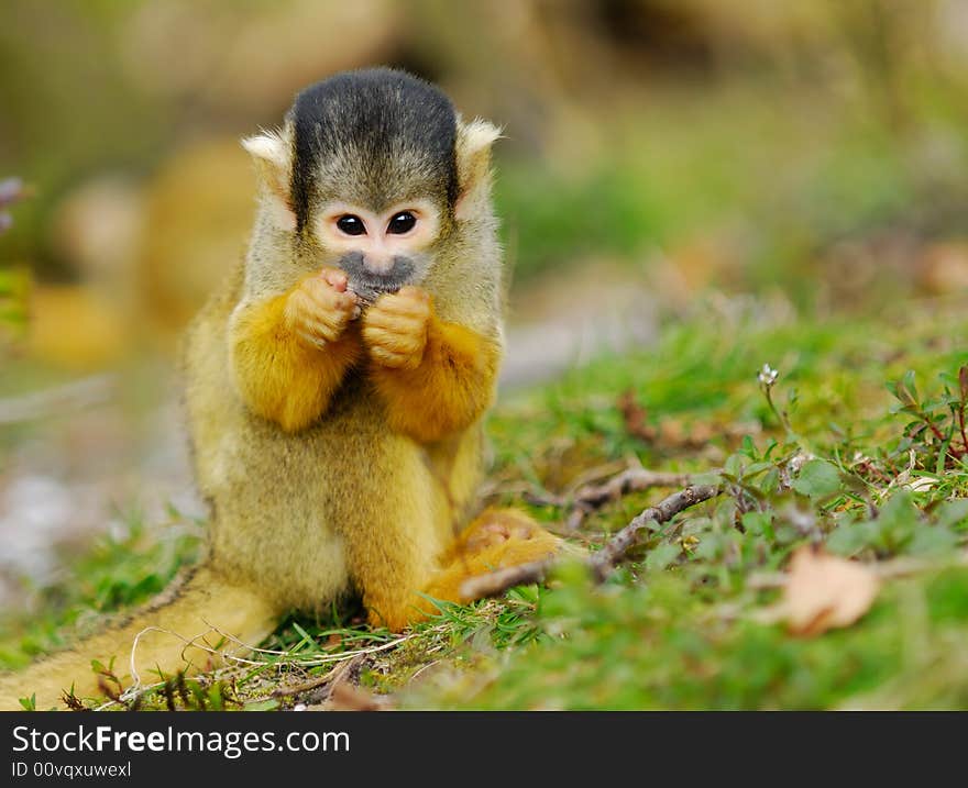 Cute squirrel monkey