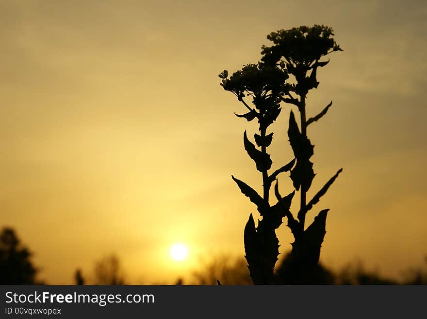 Wild flowers against a rising sun. Wild flowers against a rising sun