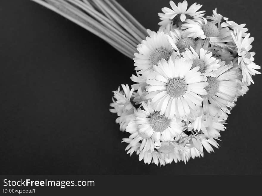 A bouquet of daisy flowers, isolated close-up image on black background *with space for text (copyspace) (Suitable for birthday cards, missing you cards, romantic, Valentine cards, sympathy cards and greetings, etc.). A bouquet of daisy flowers, isolated close-up image on black background *with space for text (copyspace) (Suitable for birthday cards, missing you cards, romantic, Valentine cards, sympathy cards and greetings, etc.).