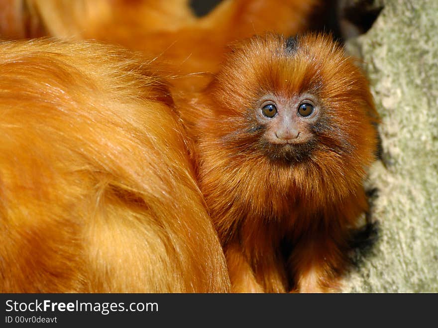 A cute golden lion tamarin baby (Leontopithecus rosalia)