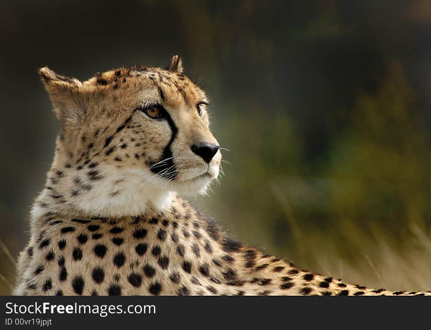 Beautiful cheetah