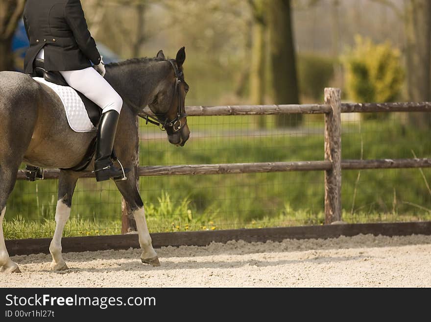 Brown dressage horse after succesfull contest