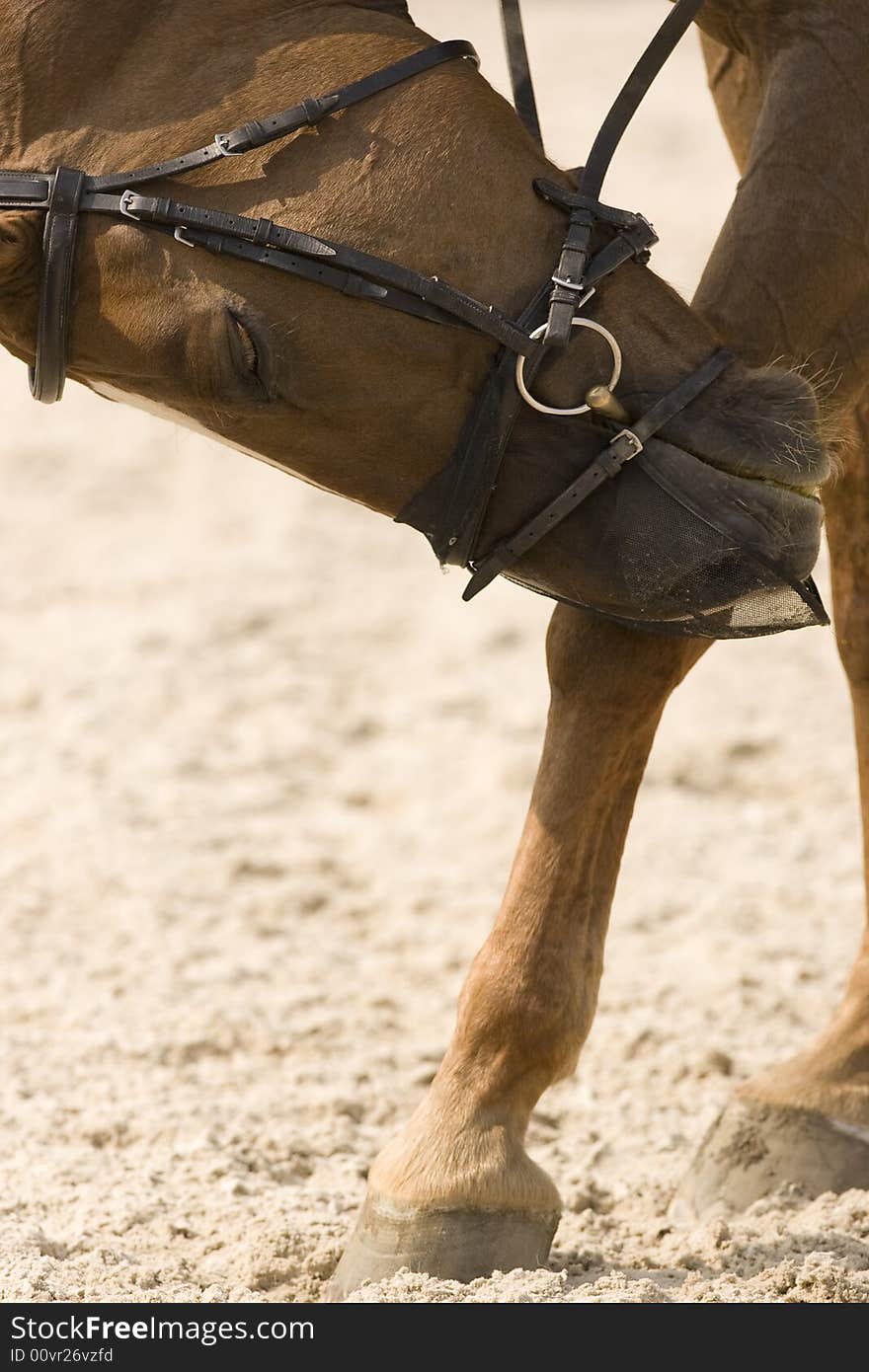 Portrait of a brown dressage horse