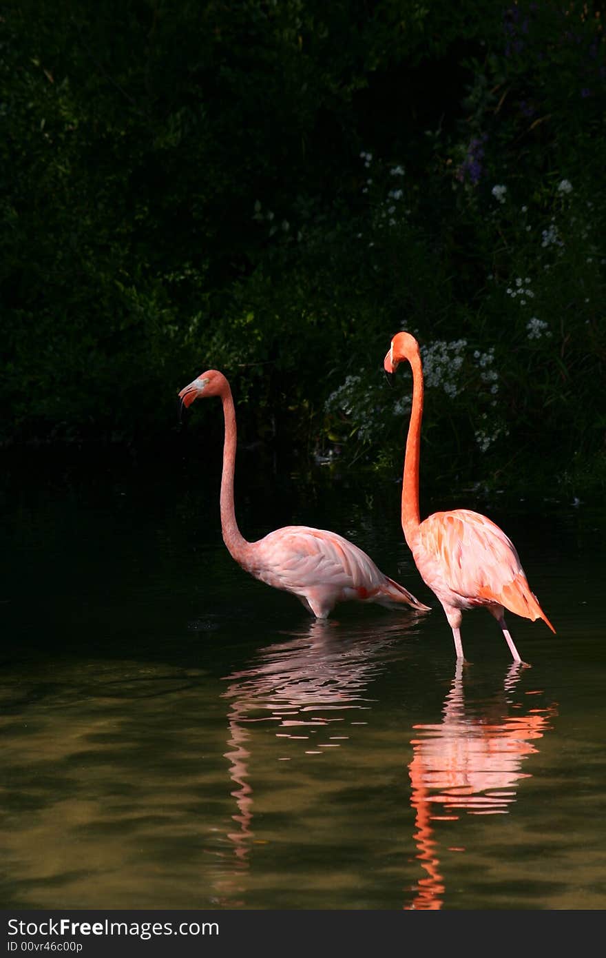 Two flamingoes struting around in a shallow pond. Two flamingoes struting around in a shallow pond