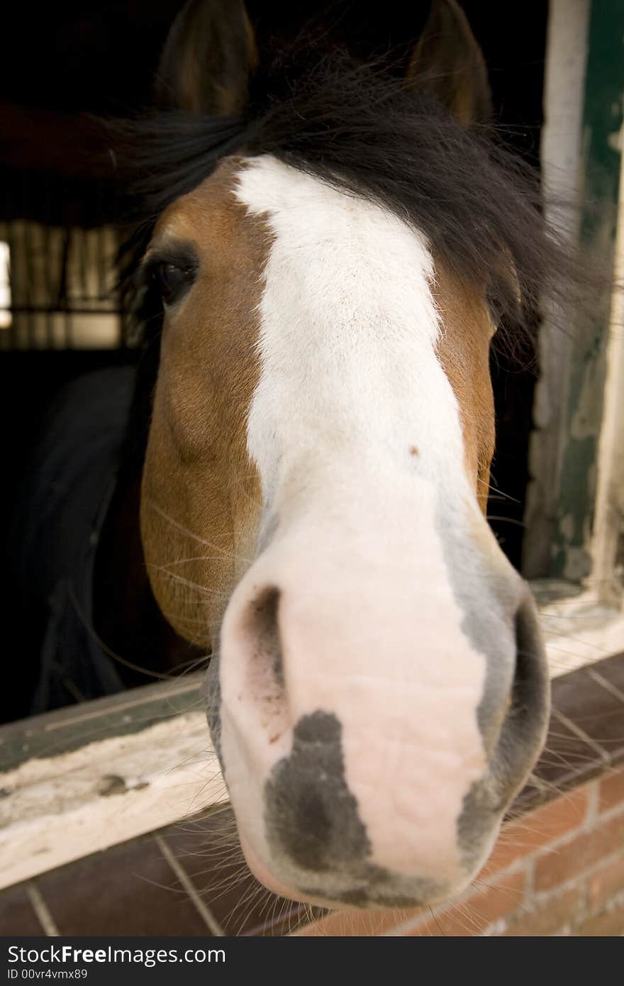 Wide angle Portrait of a brown and white dressage horse