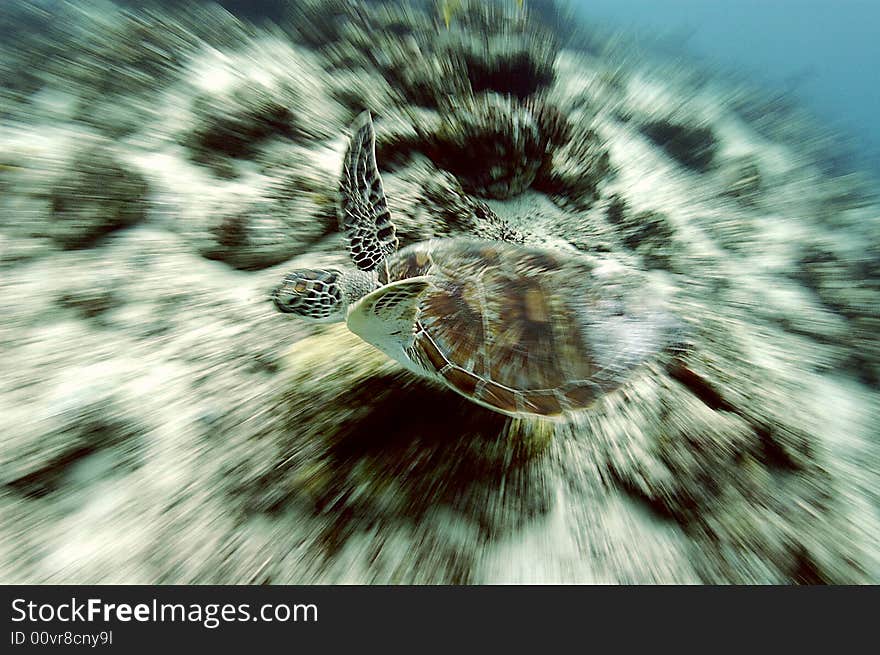 Taken at Sipadan, Green turtle in their graceful motion. Taken at Sipadan, Green turtle in their graceful motion