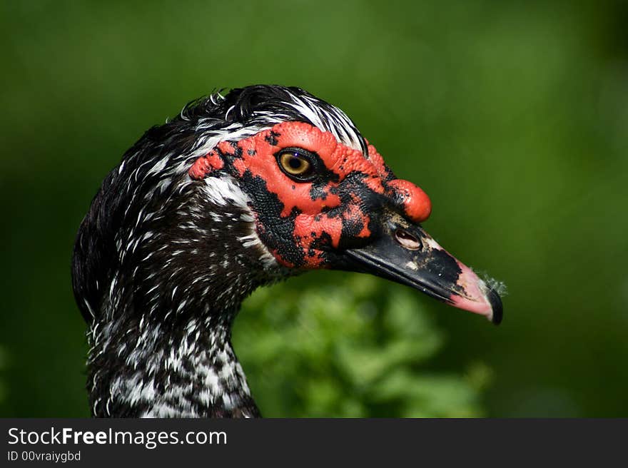 Beautifull face of a duck in a green background