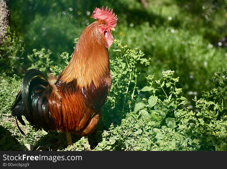 A beautiful cock in a green background